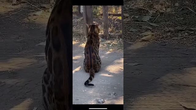 Бенгальский кот🔥 смотреть онлайн
