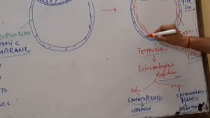 ZOOLOGY [ EMBRYONIC DEVELOPMENT] (GASTRULATION AND EXTRA  EMBRYONIC MEMBRANE FORMATION) IN ENGLISH