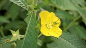 Манифест Рассела — Эйнштейна — антивоенное воззвание, написанное группой известных учёных в 1955 г.