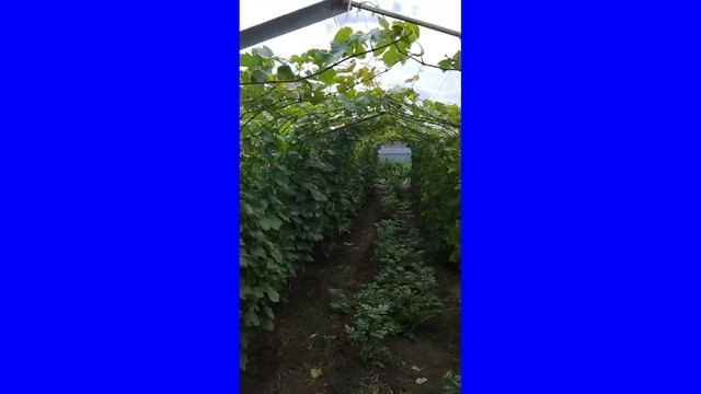 Виноградник 13 ноября 2024 года Юрия Матвеева.