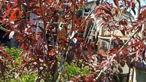 Зелёные операции на персике! Расширено.