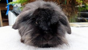 #ПРОДАЮ_кролика 13.11.24 #карликовыйкролик #минилоп #декоративныйкролик 89215950848 #купить_кролика