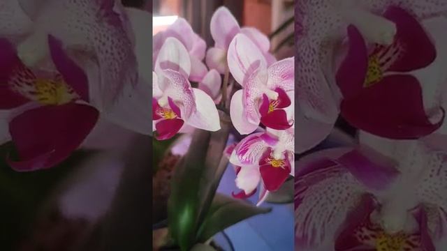 орхидея Little Gem stripes