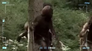 Неандертальцы предки человека. Любовь. И как этим занимались