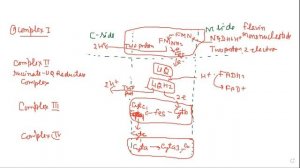 14.4 respiration ELECTRON TRANSPORT SYSTEM