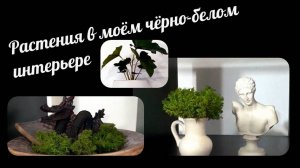 Мои комнатные растения #сезонконтентаRUTUBE