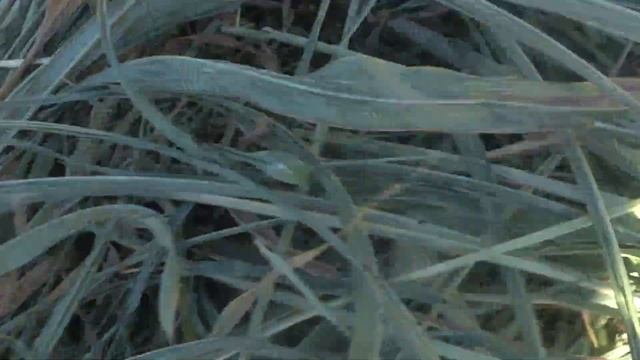 Уборка суданской травы на сено No till смотреть онлайн