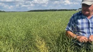 РАПС с Междурядьем 45 см !! . Колыванское, Павловский р-н.