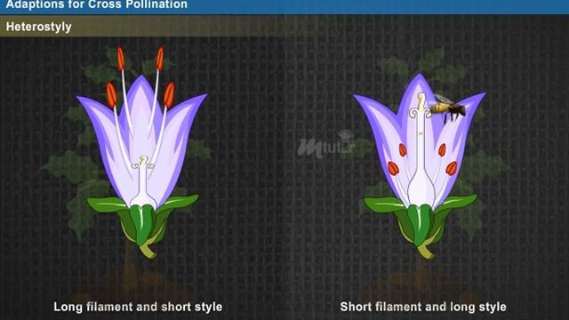 Cross Pollination Year-2