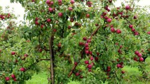 Экологическая тропинка.mp4