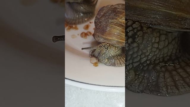 snail eating buckwheat