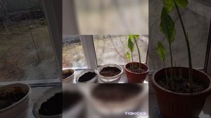 Выращивание каллы в горшках и в открытом грунте.
