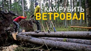 Как рубить ветровал. Капкан лешего.