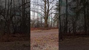 Федоровский собор. Пушкин. Санкт Петербург