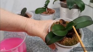 Пробую новый ФУНГИЦИД  для обработки орхидей!