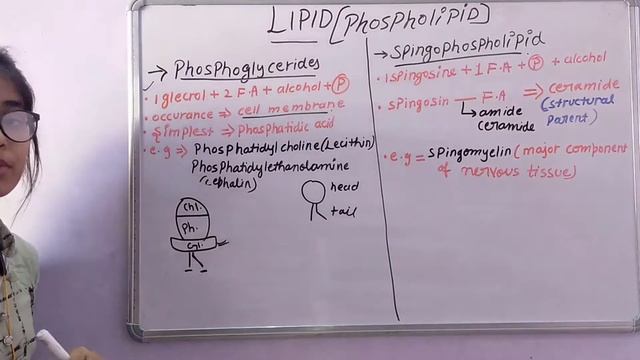 phospholipids biochemistry | LIPID bsc with notes | function, structure, properties of phospholipid