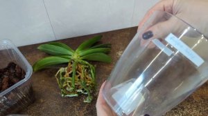 10.03.24.Орхидея Golden Sand пересадка в кору.