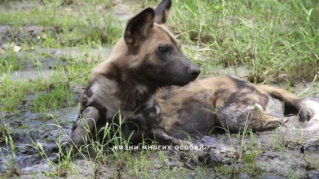 #unknownfacts Wild #dogs  Are Endangered and/Дикие #собаки  находятся под угрозой исчезновения смотреть онлайн