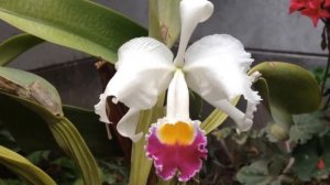 Cattleya trianae