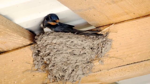 Келгин куштар.Кенже тайпанын тарбиялануучулары үчүн. смотреть онлайн