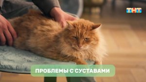 Как поднять активность пожилого кота?