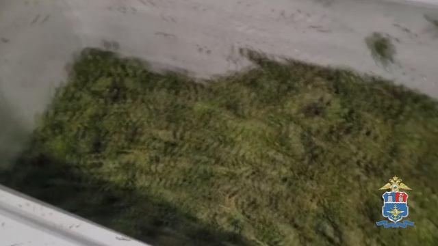 В Краснодарском крае транспортные полицейские изъяли у наркосбытчицы 21 кг марихуаны