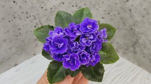 Фиалка Blue Scoundrel