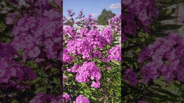 Лечебные успокаивающие цветы.گولحآی ارامکوننده