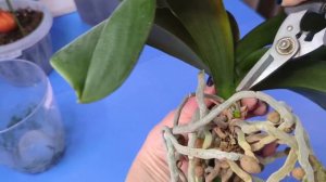 17.02.24.Орхидея Armion пересадка.