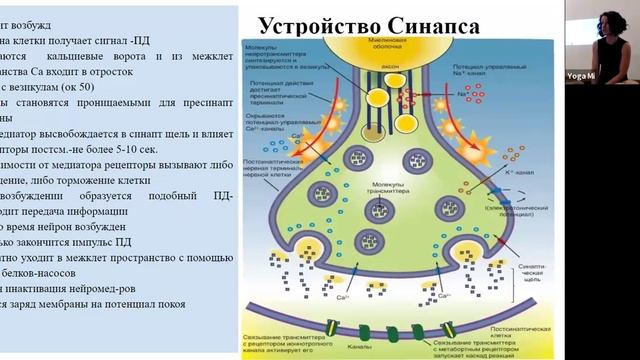 20240622 Устройство нейрона.Синапс. Нейропластичность.память.