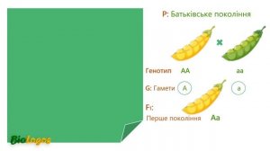 Закони Менделя. Перший закон Менделя
