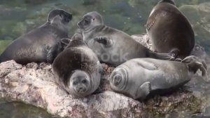 тюленьчики лежат на камушке #seal #тюлени #seals