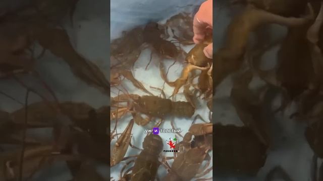 Дикий волжский САРАТОВСКИЙ🦞 #ракиоки #раки #живыераки #еда #крабы #вареныераки #food #moscow