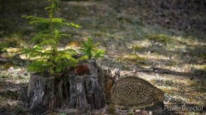 Прогулка по весеннему лесу.mp4