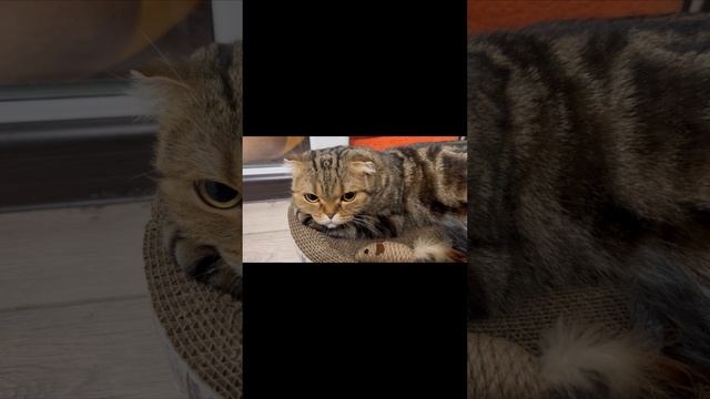 Шотландская вислоухая кошка