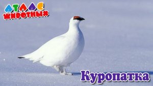 Куропатка