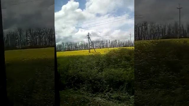 Рапсовые поля (в Анапу на поезде, апрель 2023 г.)