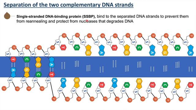 Initiation of DNA Replication  What is Origin of Replication?  What is Replication Fork?