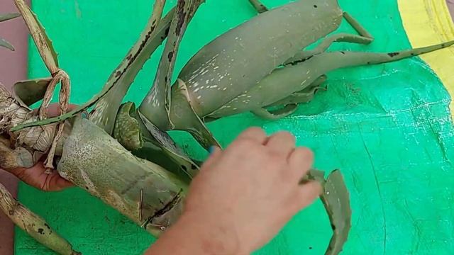 🔴5 TIPS TO SAVE DYING ALOEVERA,PUPS PROPAGATION /एलोवेरा को घना करें/#aloevera #gardening  #plants