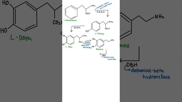 The 9 Essential Amino Acids, Why They’re Important, And What Foods You Can Find Them In