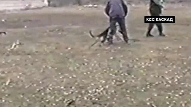 Как правильно выбрать щенка. How to choose a puppy properly.