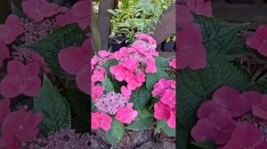 Ура-а-а-а, эксперимент удался!  Гортензия Teller Cardinal  РЕМОНТАНТНАЯ и отлично перезимовала в МО