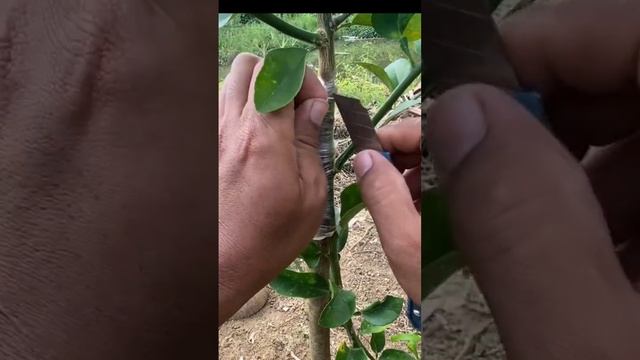 Connecting Lime to orange trees is guaranteed to be 100% successful #graftingtechnique #lime смотреть онлайн
