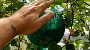 Важная подкормка для арбузов и дынь