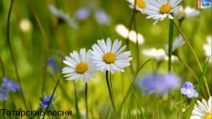 Татарские песни 67
