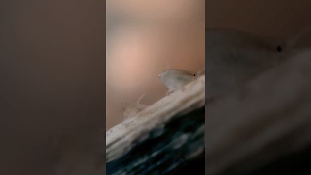 Scuds stop by zooplankton town. Tackygnat. смотреть онлайн