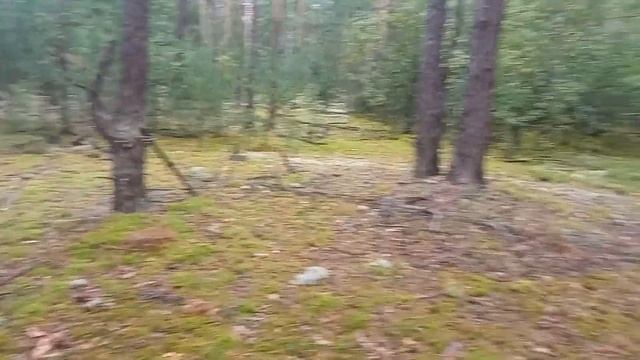 17 августа 2022 живой мир - лесная скамейка.