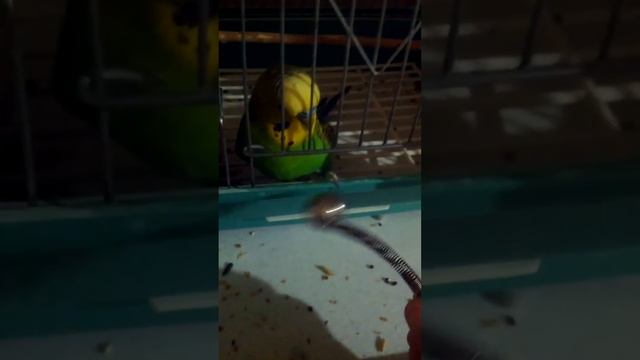 Сегодняшний я выманю Кешу из клетки а та покажу лучшую игрушку для волнистых попугайчиков!