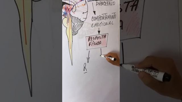 Hipotálamo 🧠 #medicina #medicos #neuro #neurologista #prontosocorro