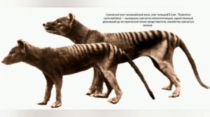 ТОП5 Вымерли по вине человека...